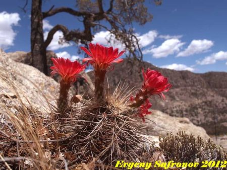 Echinocereus polyacanthus