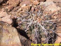 Thelocactus heterochromus