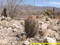 Echinocactus horizontalonius