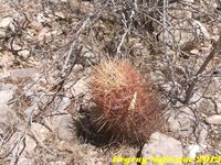 Thelocactus bicolor