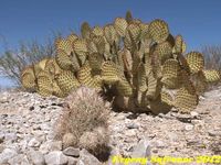 Coryphantha werdermannii