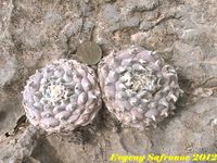 Lophophora williamsii