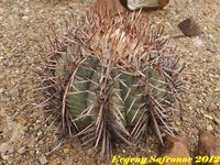 Echinocactus horizontalonius