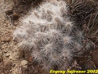 Echinocereus stramineus