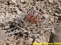 Thelocactus nidulans