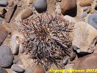 Echinocactus horizontalonius