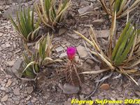 Thelocactus bicolor