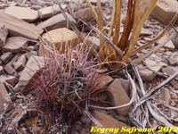 Glandulicactus uncinatus