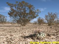 Coryphantha poselgeriana