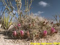 Echinocereus stramineus