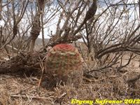 Echinocereus pectinatus