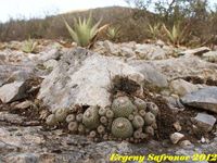 Epytelantha micromeris ssp.polycephala