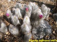 Echinocereus delaeti