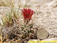 Glandulicactus uncinatus