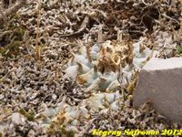 Lophophora williamsi