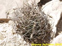 Astrophytum niveum f.nudum