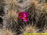 Echinoceceus stramineus