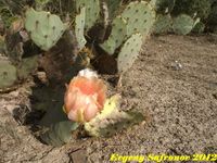 Opuntia