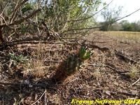 Ancistrocactus sherii