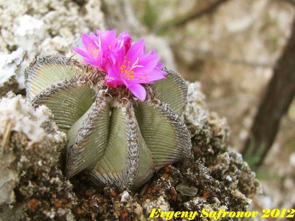 Aztekium hintoni 