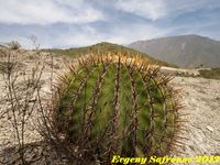 Echinocactus visnaga