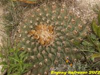 Thelocactus rinconensis v.hintonii