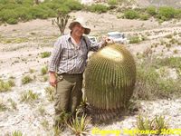 Echinocactus platyacanthus