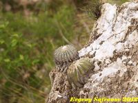 Geohintonia mexicana  Aztekium hintoni