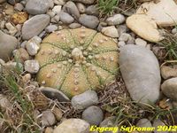 Astrophytum asterias f.Gonzales 