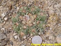 Echinocactus horizontalonius