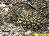 Telocactus multicephalus