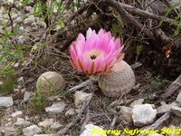 Echinocereus pectinatus