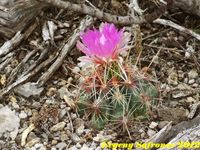 Thelocactus bicolor