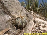 Astrophytum ornatum mirbeli