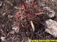 Ferocactus latispinus