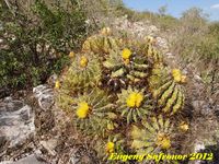 Ferocactus glaucescens