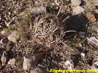 Glandulicactus matsonii