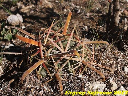 Ferocactus latispinus