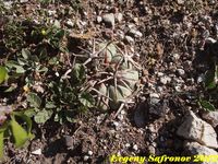 Echinocactus horizontalonius