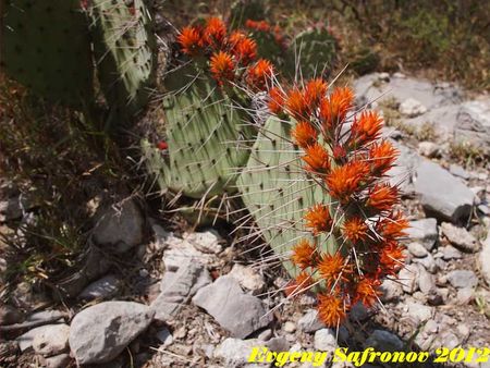 Opuntia