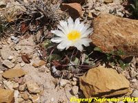 Thelocactus hexaedrophorus