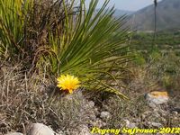 Thelocactus conothelos v.aurantiacus