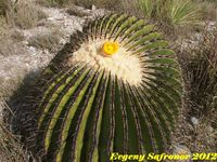 Echinocactus visnaga