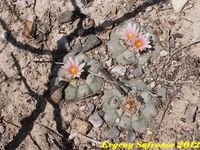 Lophophora williamsii