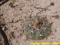 Echinocactus horizontalonius v.subiki