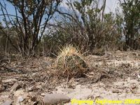 Thelocactus bicolor