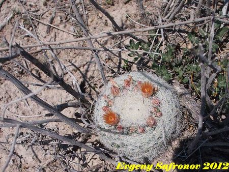 Mammillaria candida