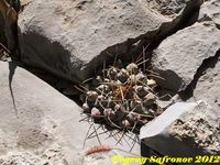 Thelocactus phymatothelos