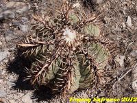 Echinocactus horizontalonius