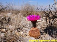 Echinocereus pectinatus